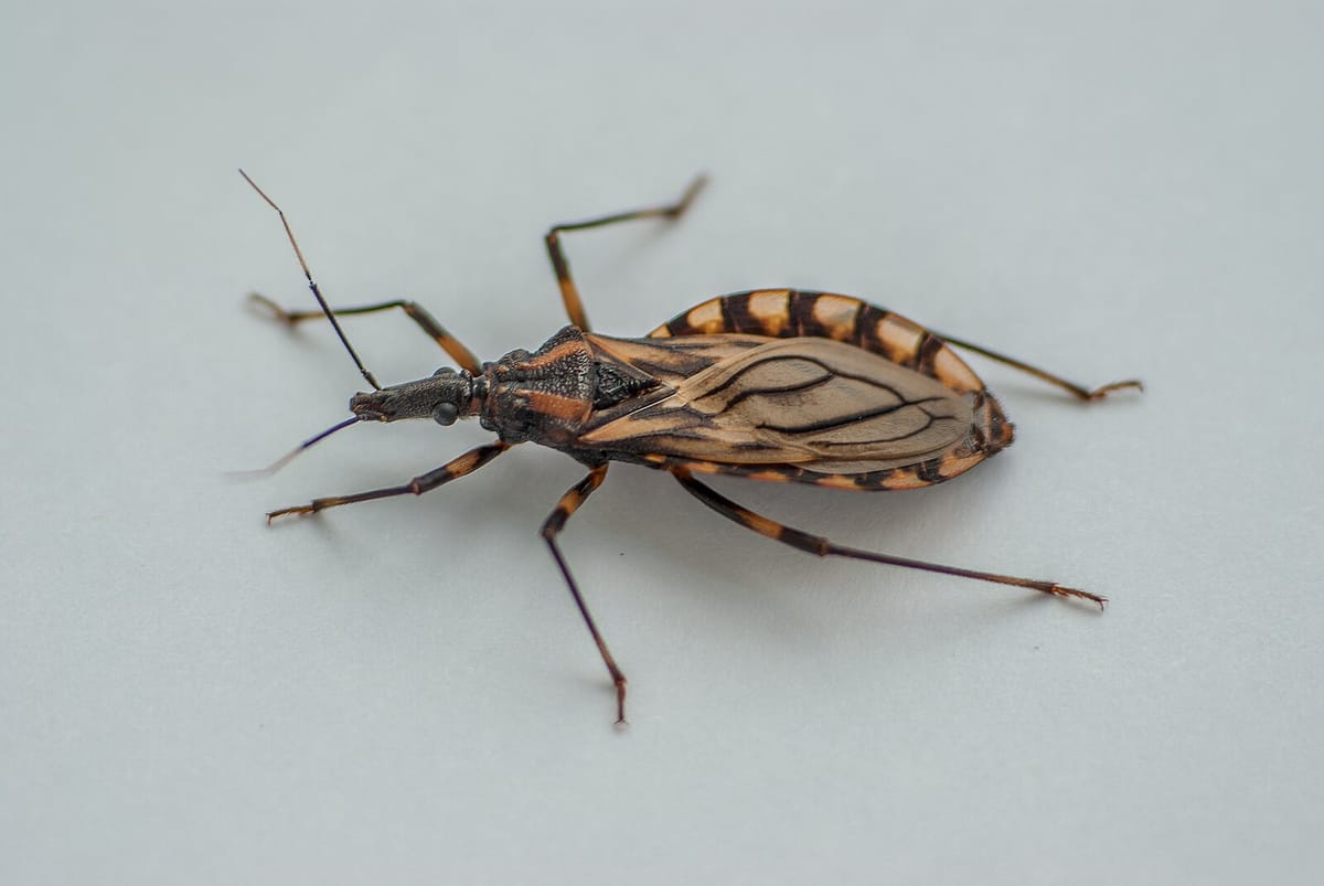 Chagas disease: SoCal “kissing bugs” prompt health warnings