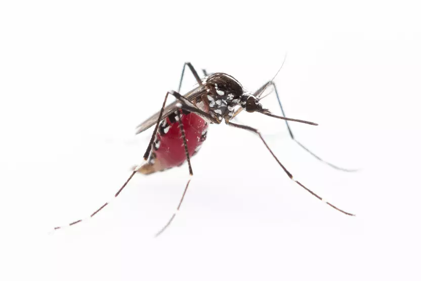 Invasive Mosquito Detected in Santa Clara County: What You Need to Know