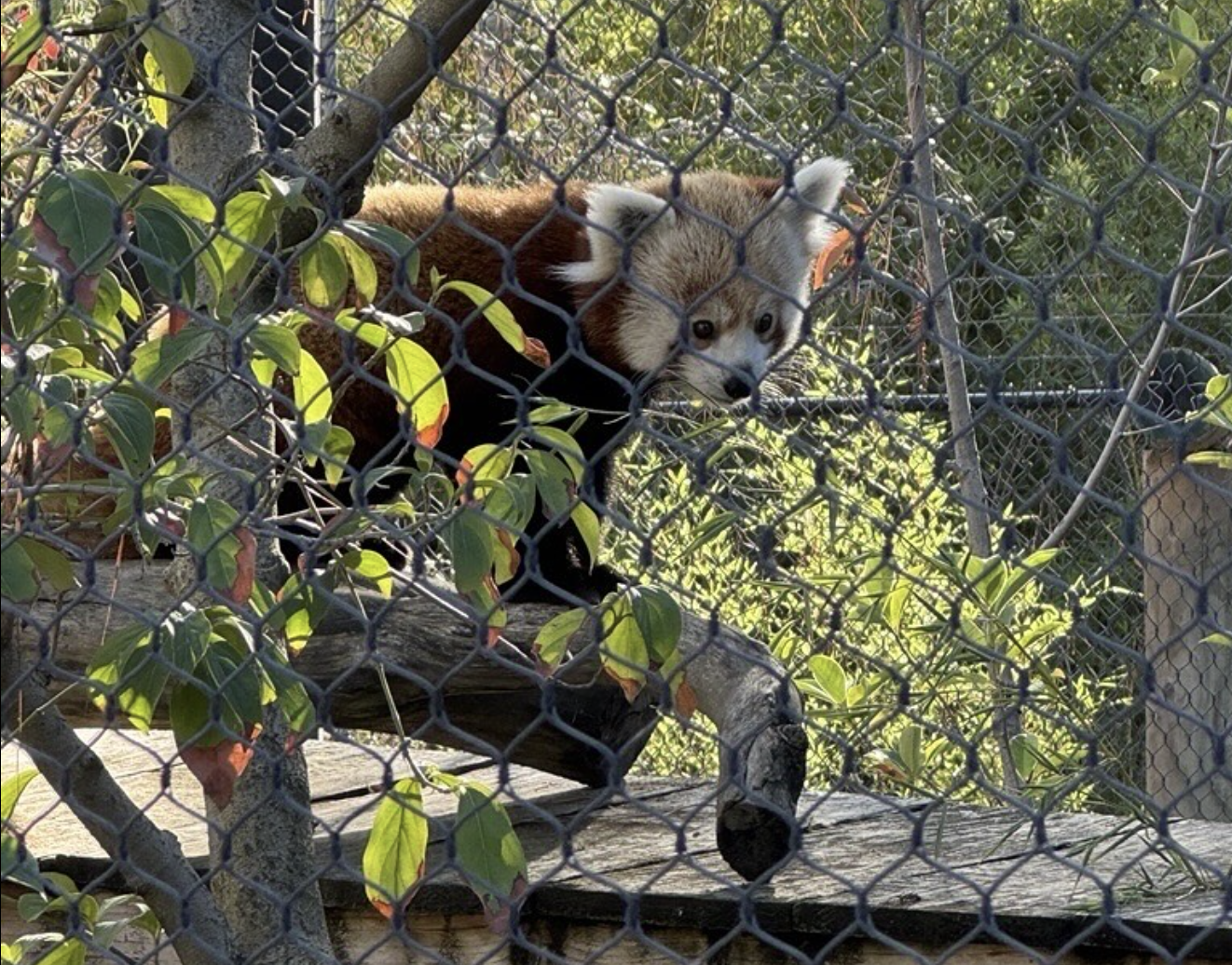 San José Welcomes New Red Panda “Twix” to Happy Hollow Park & Zoo