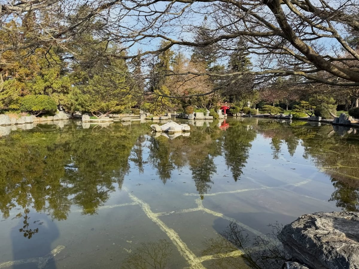 Japanese Friendship Garden in San Jose Revitalized — Ponds Refilled and Koi Fish to Return Soon