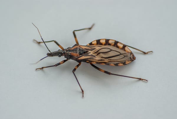 Chagas disease: SoCal “kissing bugs” prompt health warnings