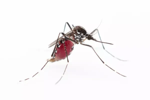 The Menace of the Invasive Mosquito Aedes aegypti