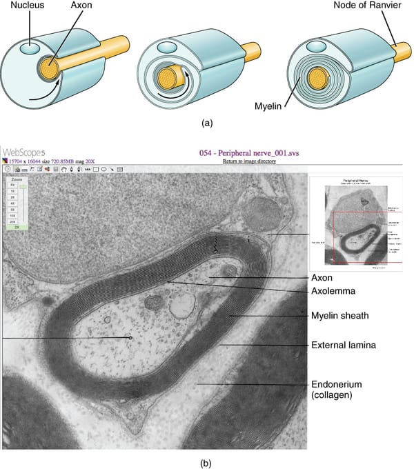 Scientists Discover Promising Compounds That Could Repair MS-Related Nerve Damage