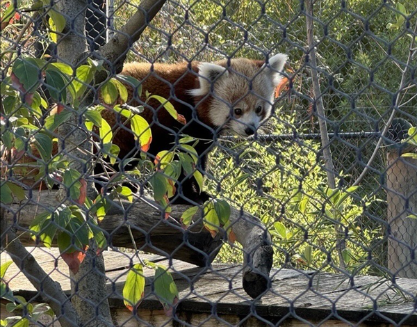 San José Welcomes New Red Panda “Twix” to Happy Hollow Park & Zoo